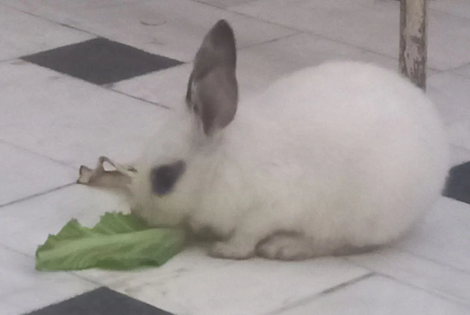 خرگوش|موش و خرگوش|قم, گلزار|دیوار