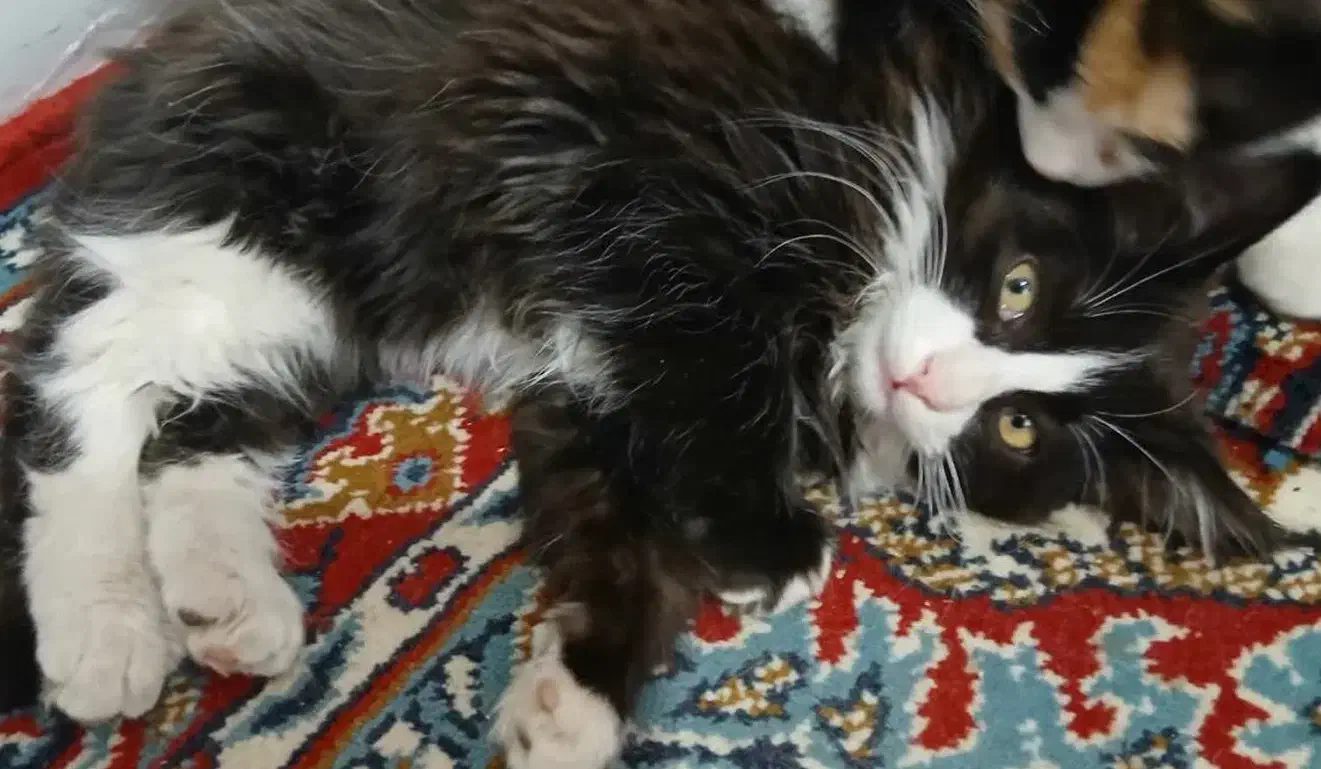 گربه..سه ماهه.نر وماده|گربه|سبزوار, هفت تیر|دیوار