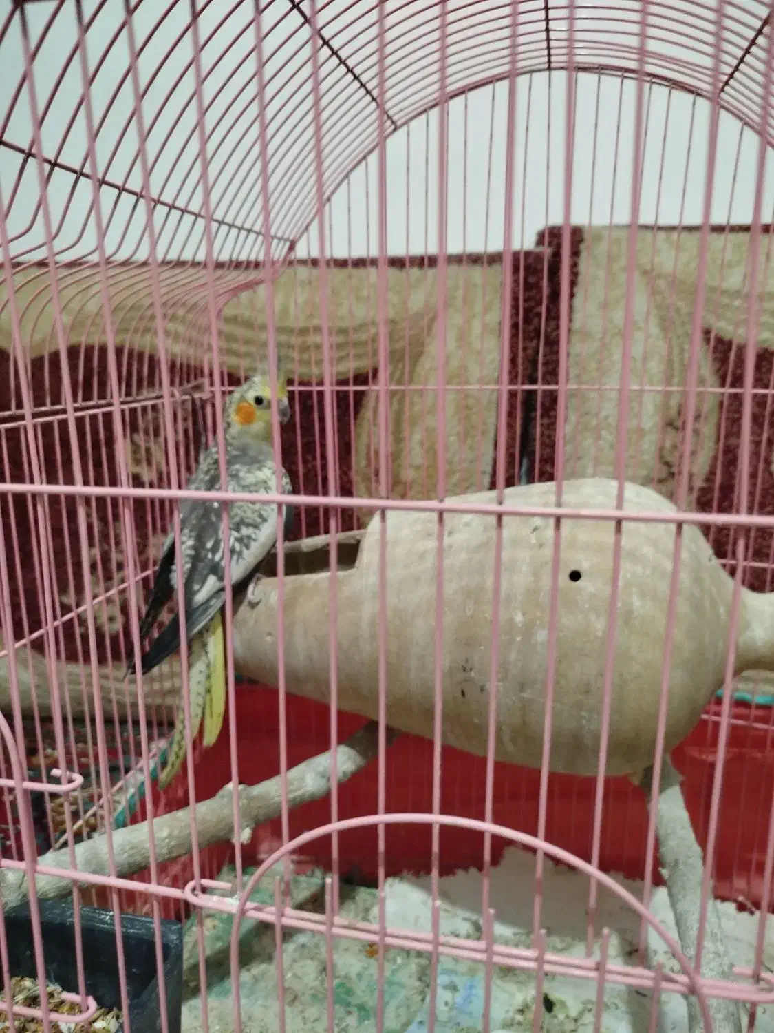 یک جفت عروس هلندی سالم|پرنده|کرمانشاه, |دیوار