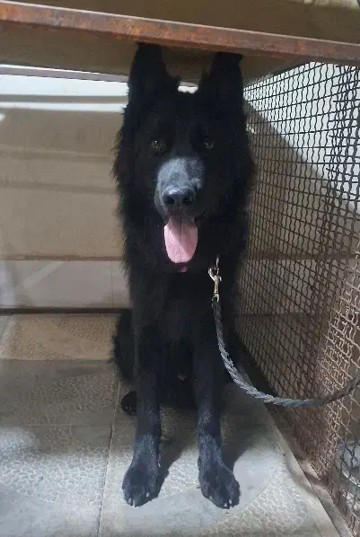 ژرمن بلک|سگ|ری, علایین|دیوار