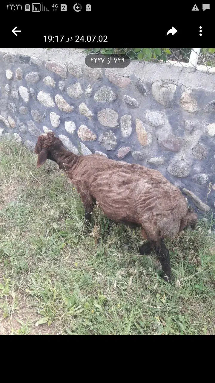 بره نر|حیوانات مزرعه|طالقان, |دیوار