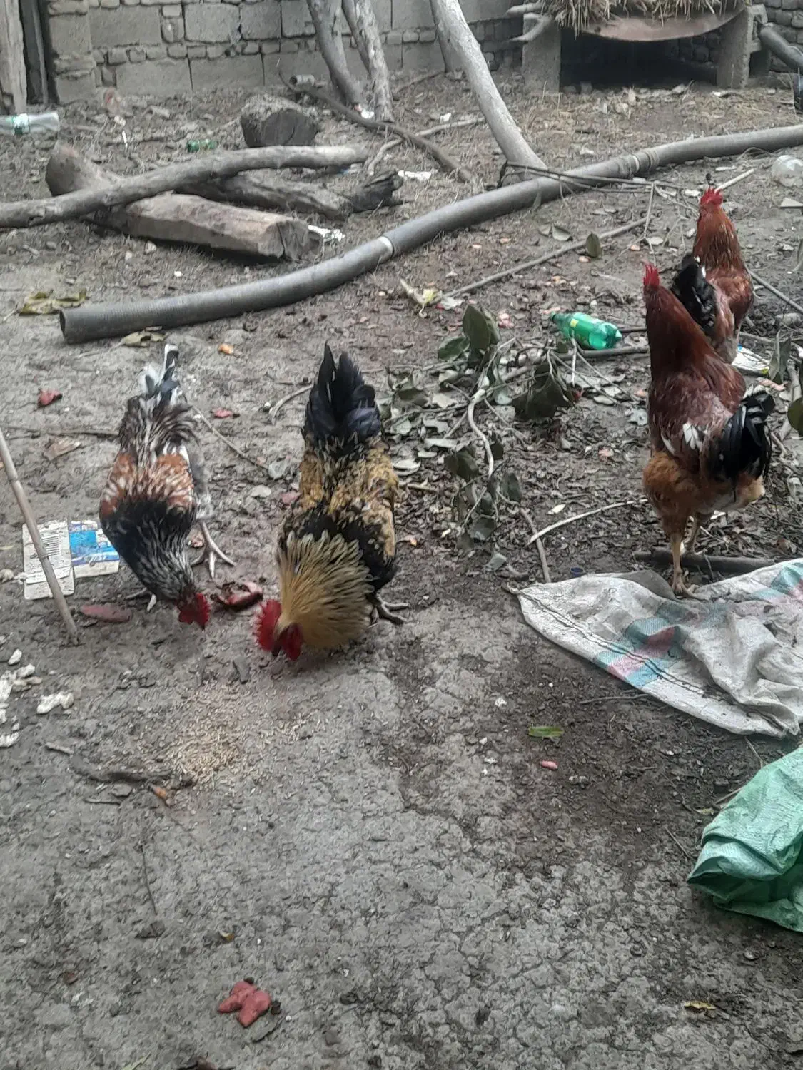 خروس جوان|حیوانات مزرعه|رامیان, |دیوار