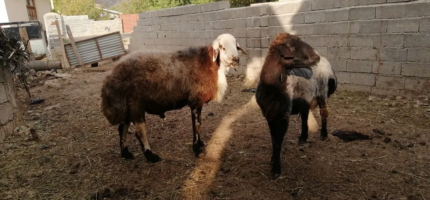 قوچ بره گوسفند|حیوانات مزرعه|کجور, |دیوار