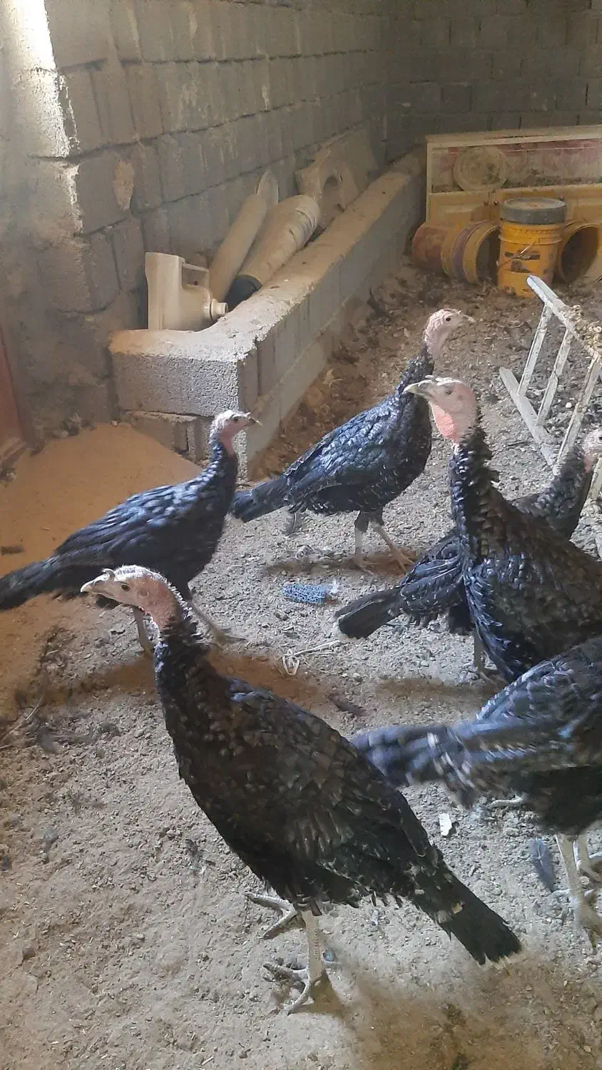 بوقلمون های ۵ ماهه سالم|حیوانات مزرعه|چهاردولی, |دیوار