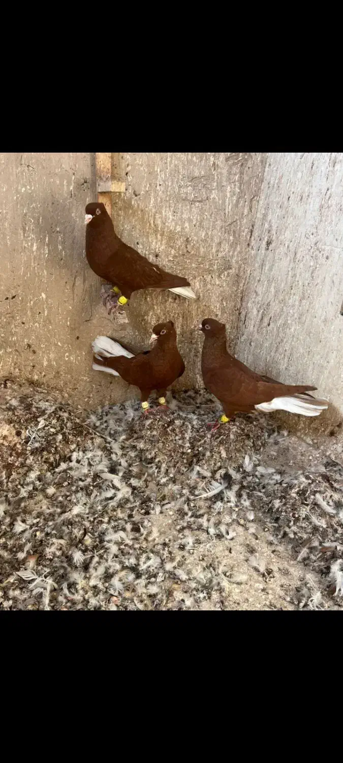 کبوترسرخ دم سفید|پرنده|اقبالیه, |دیوار