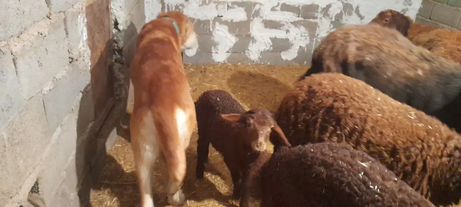 معاوضه با ماشین ۹۰ به بالا|حیوانات مزرعه|باخزر, |دیوار