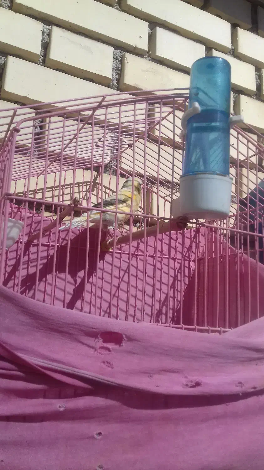 قناری نر مست بخون باقفس|پرنده|خلخال, |دیوار