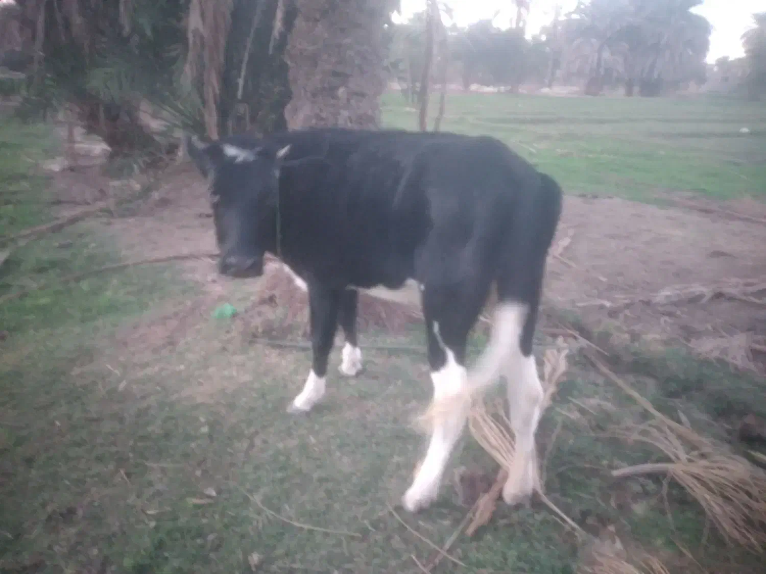 ۰۰0|حیوانات مزرعه|ایرانشهر, |دیوار