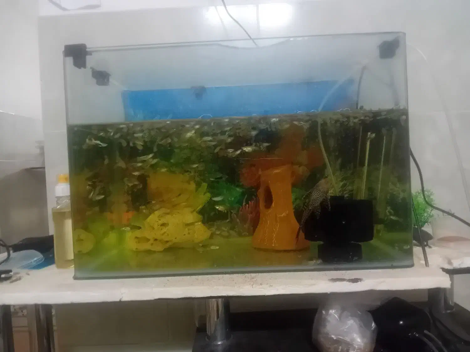 ماهی آکواریوم گوپی سالم سرحال|ماهی|سیرجان, |دیوار