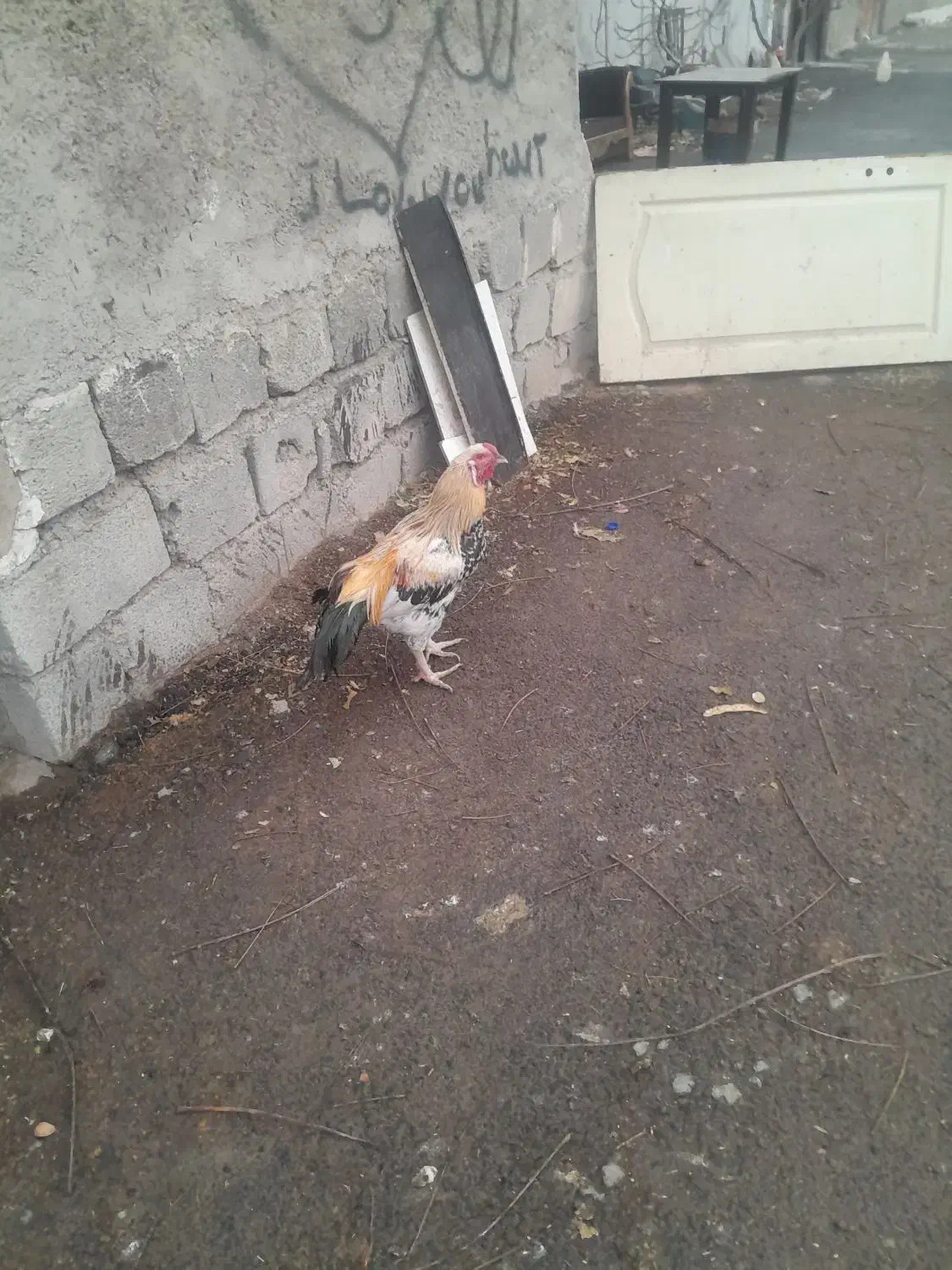 خروس آمریکایی|حیوانات مزرعه|فردیس, شهرک شهید حسینی|دیوار