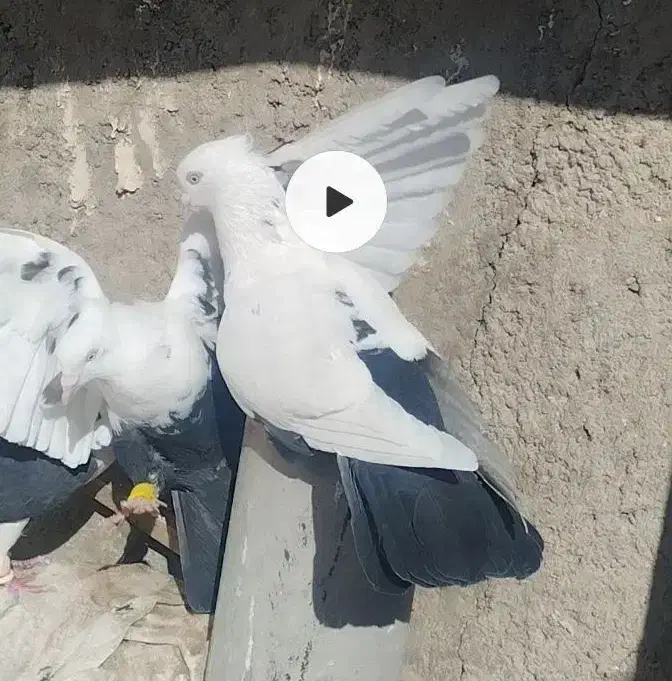 نرو ماده دم سیاه آس|حیوانات|تاکستان, |دیوار