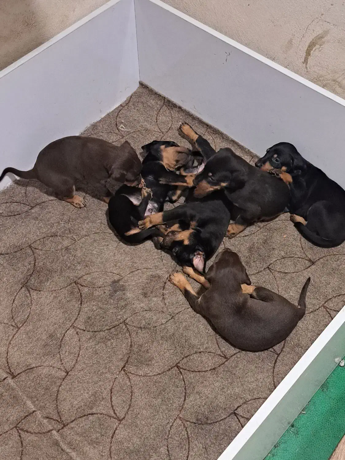 توله های دو ماهه دو برمن|سگ|اسالم, |دیوار