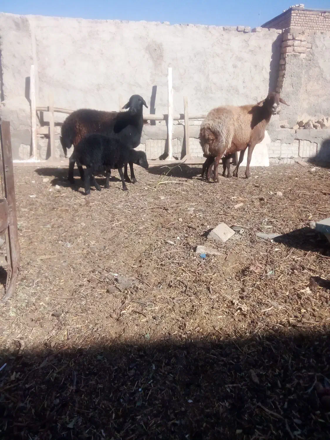 2راس میش زایده با3راس بره اوست|حیوانات مزرعه|نیشابور, مبارکه|دیوار