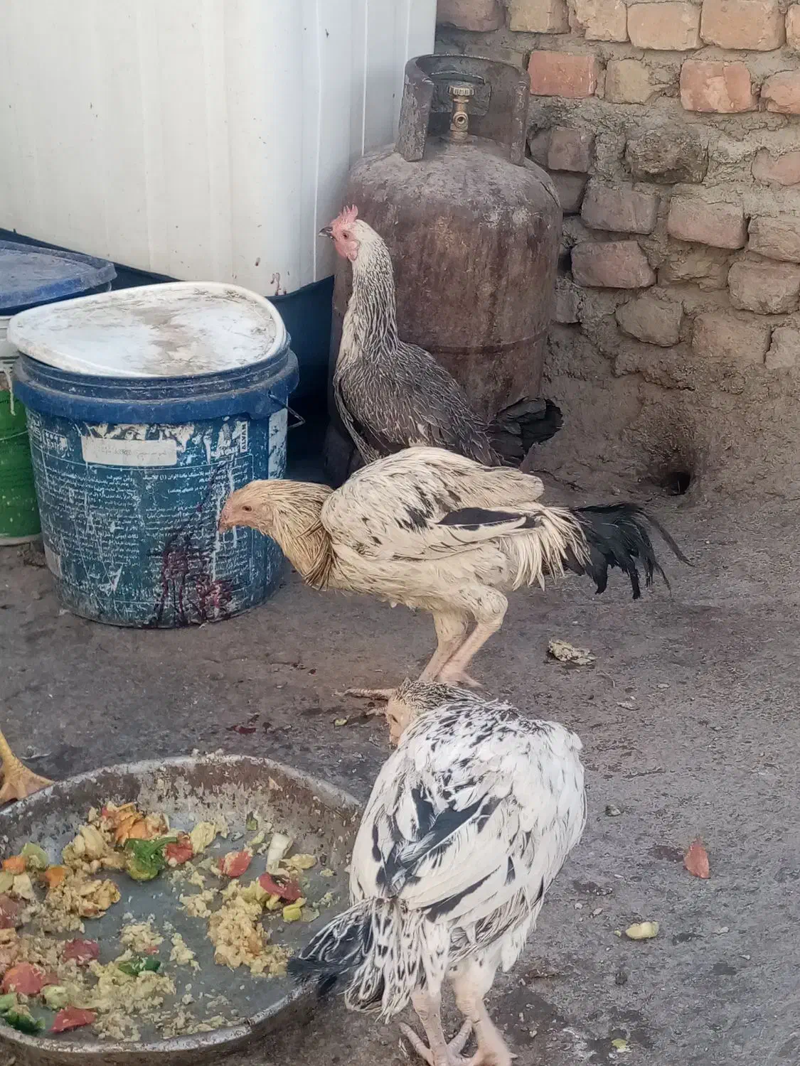 جوجه خروس و مرغ لاری اصیل|حیوانات مزرعه|زاهدان, |دیوار