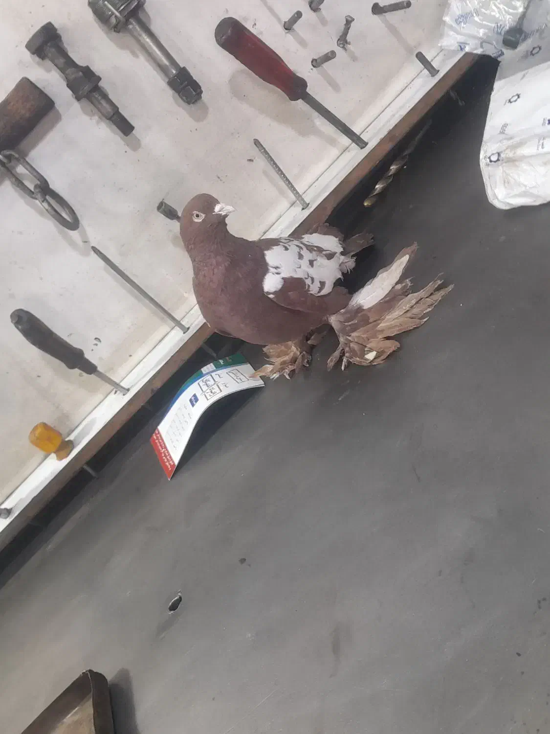 کفتر کوینحلی|پرنده|سهند, |دیوار