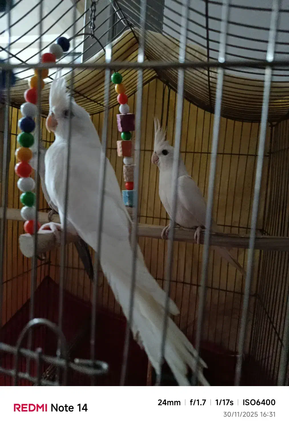 عروس هلندی آلبینو اصل|پرنده|پیشوا, |دیوار