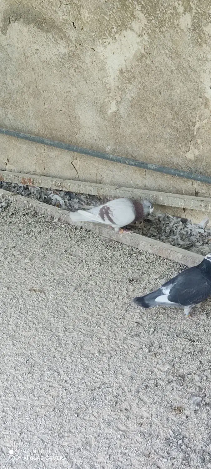کبوتر پیازی|پرنده|خشت, |دیوار