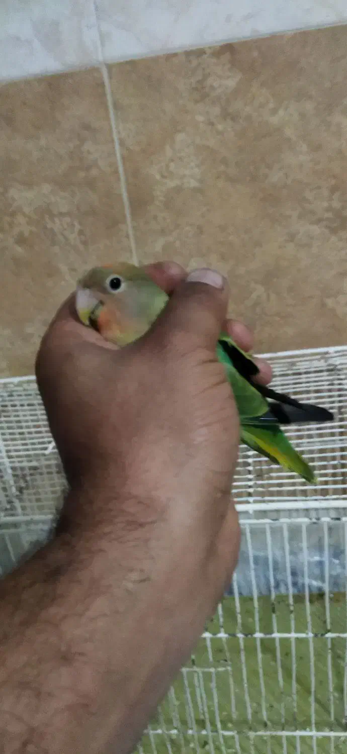 طوطی برزیلی|پرنده|مرند, |دیوار