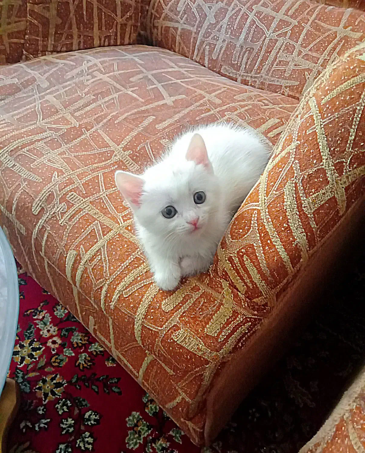 دو پرشین سفید، بفروش می رسد.|گربه|مراغه, |دیوار