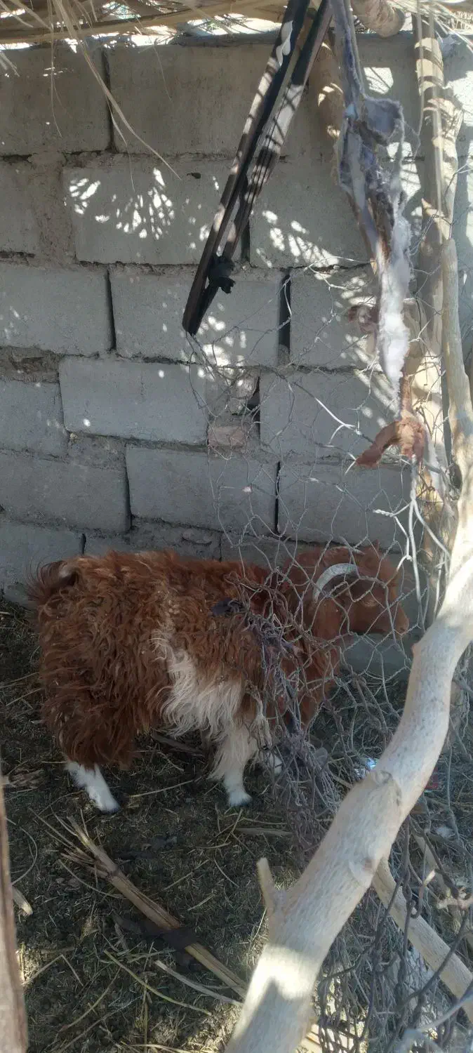 گوسفند فروشی|حیوانات مزرعه|گنبکی, |دیوار