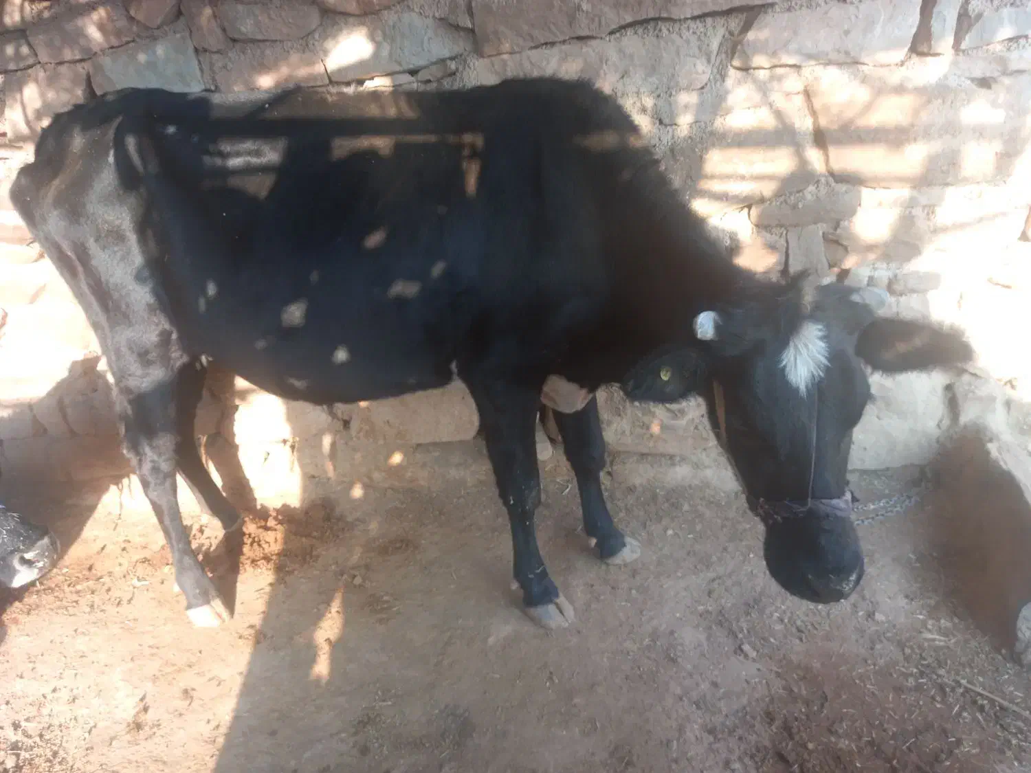 گاو دورگ ۵ ماه ابسته|حیوانات مزرعه|اندیکا, |دیوار