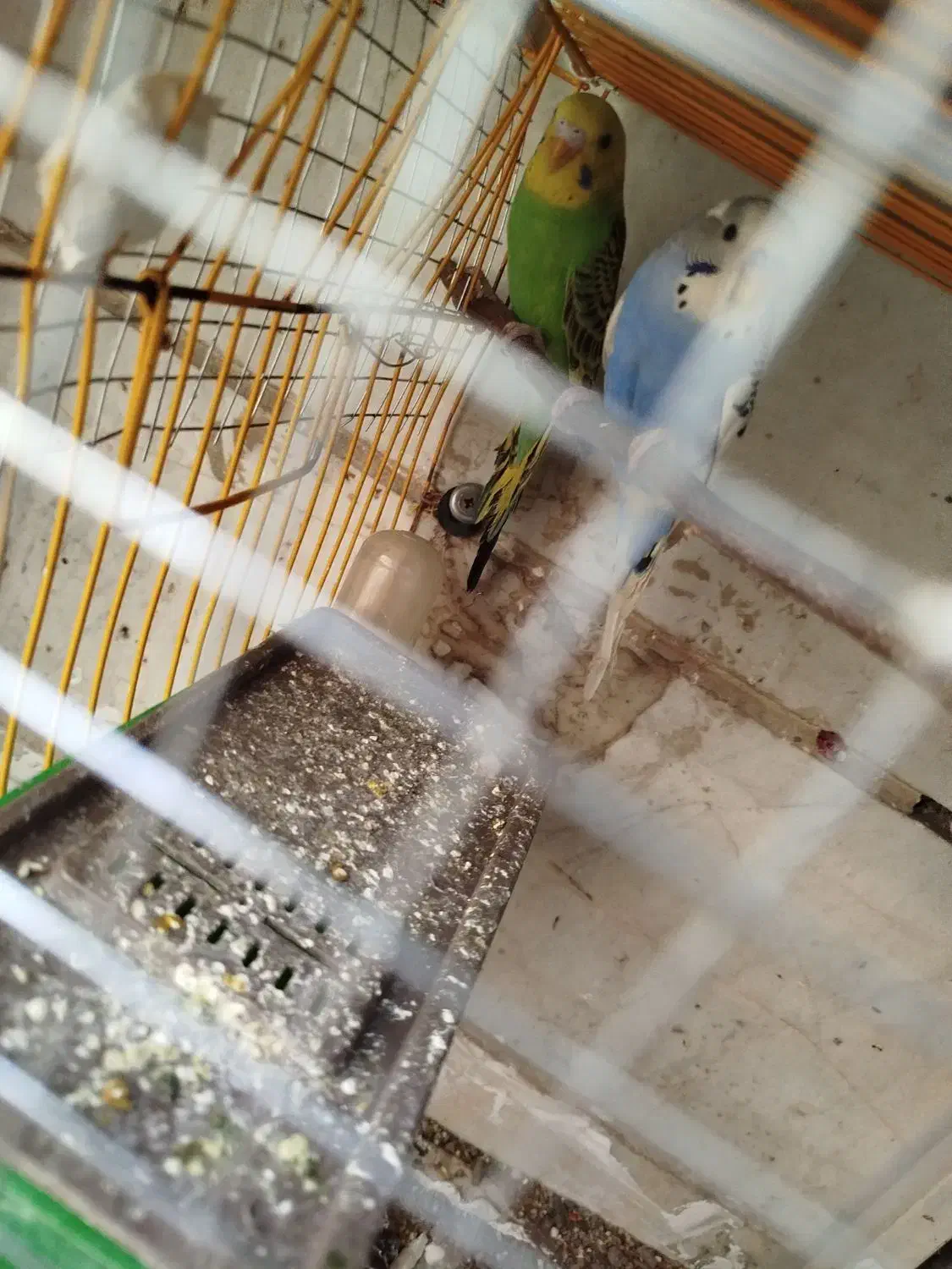 یک جفت مرغ عشق|پرنده|تهران, افسریه شمالی|دیوار