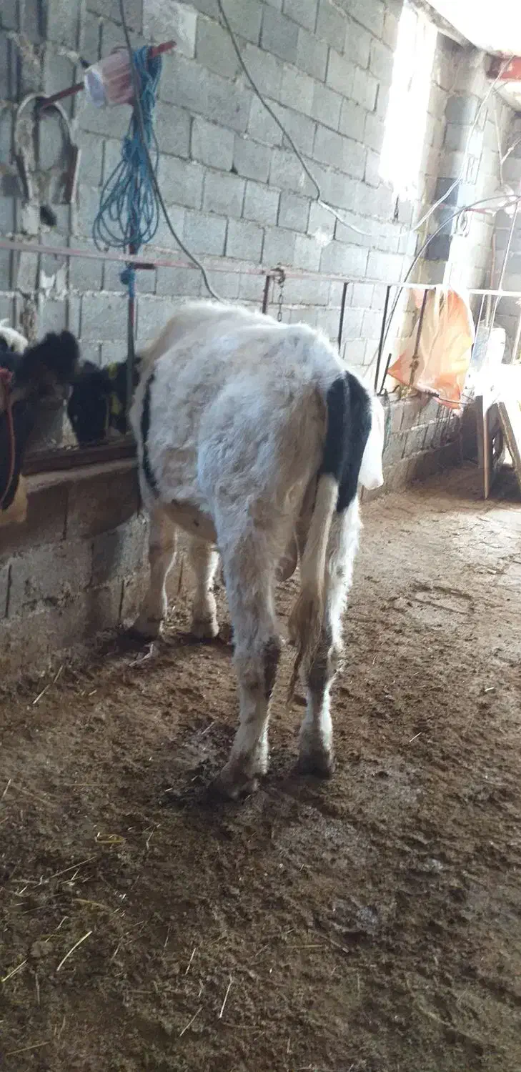 گوساله نر هلشتاین|حیوانات مزرعه|کوثر, |دیوار