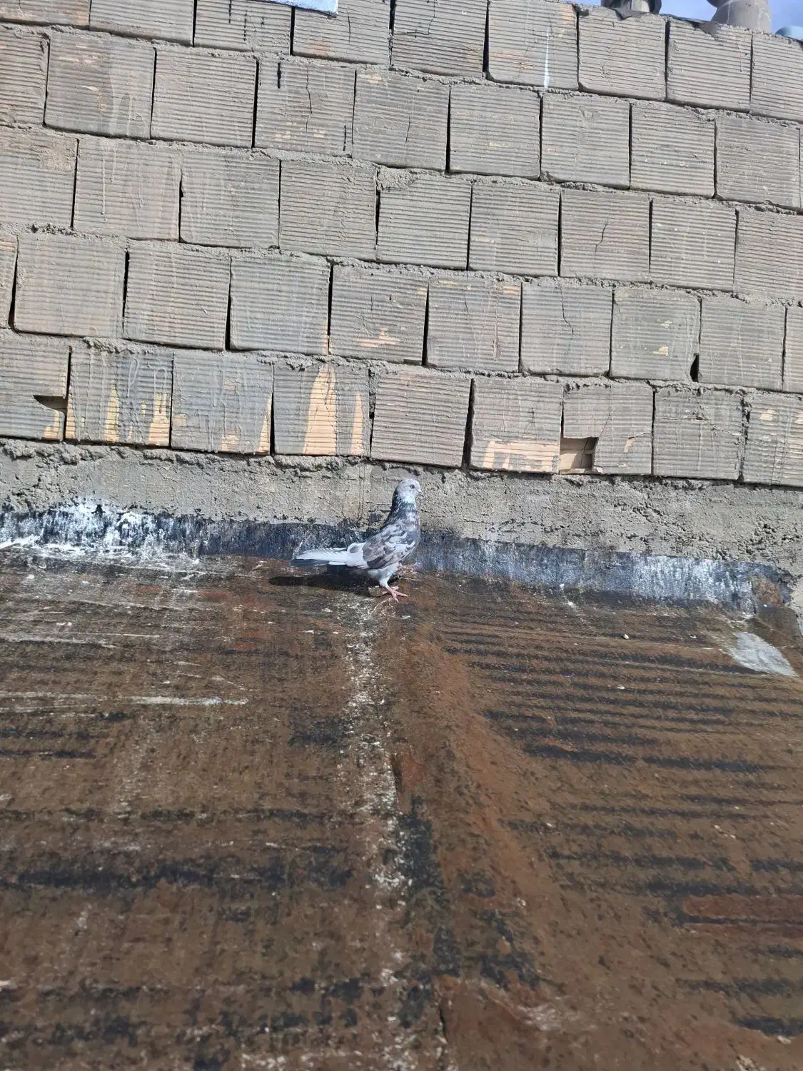 کبوتر شازده سرور نقش|پرنده|گلپایگان, |دیوار