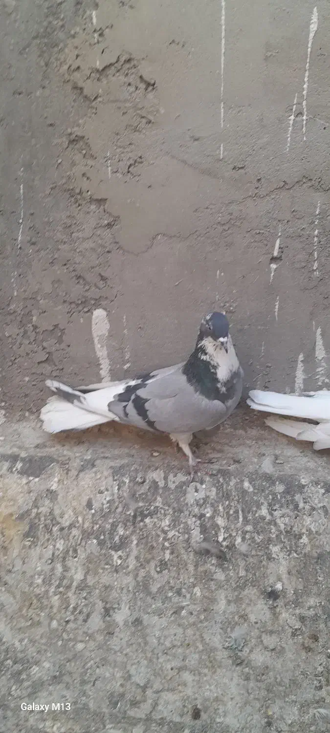 کبوتر قارایی|پرنده|بروجن, |دیوار