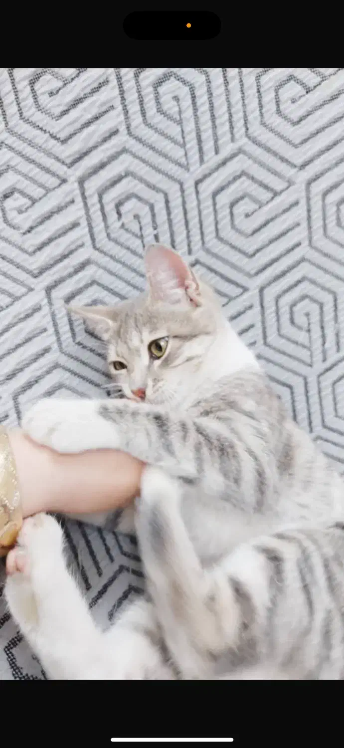 گمشده|گربه|تهران, اسکندری|دیوار