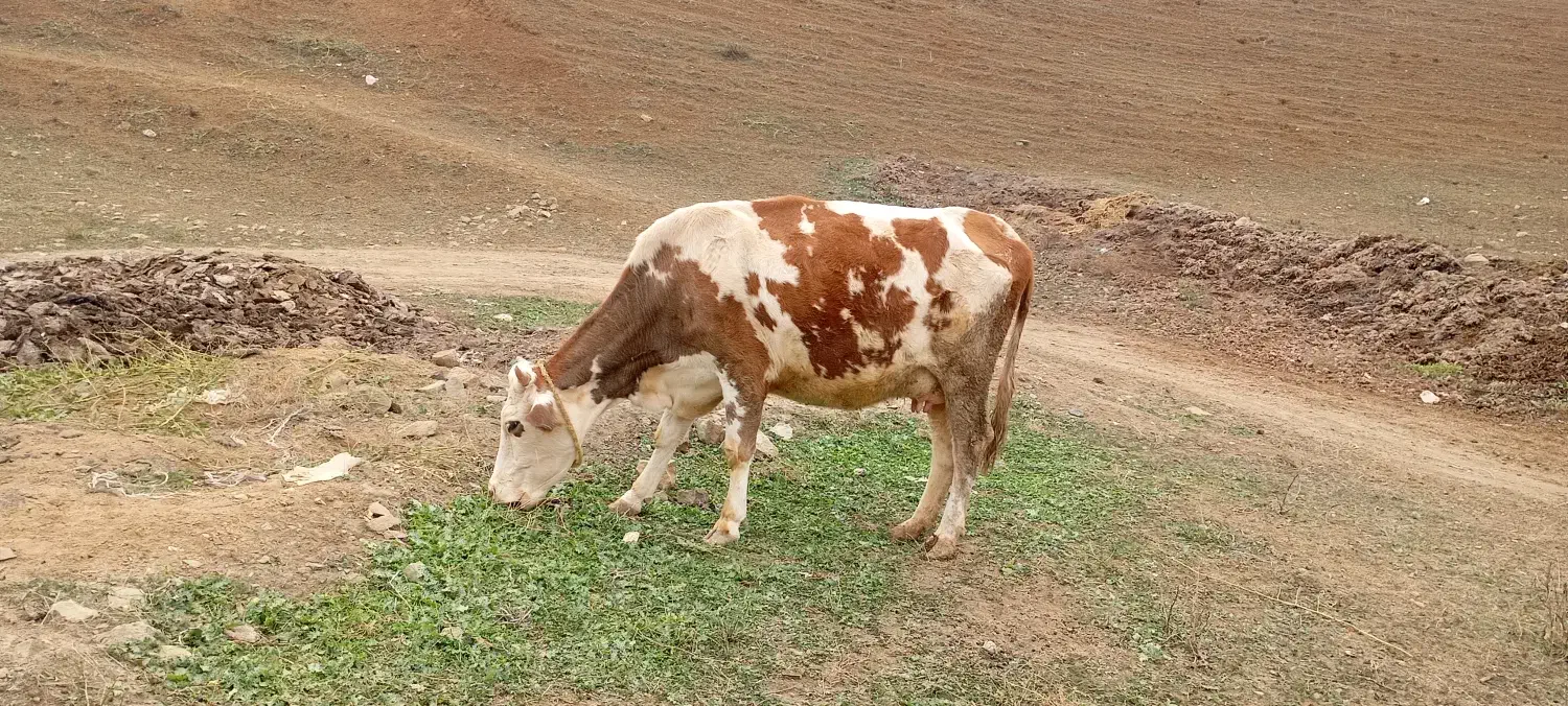 گاو|حیوانات مزرعه|خواجه, |دیوار