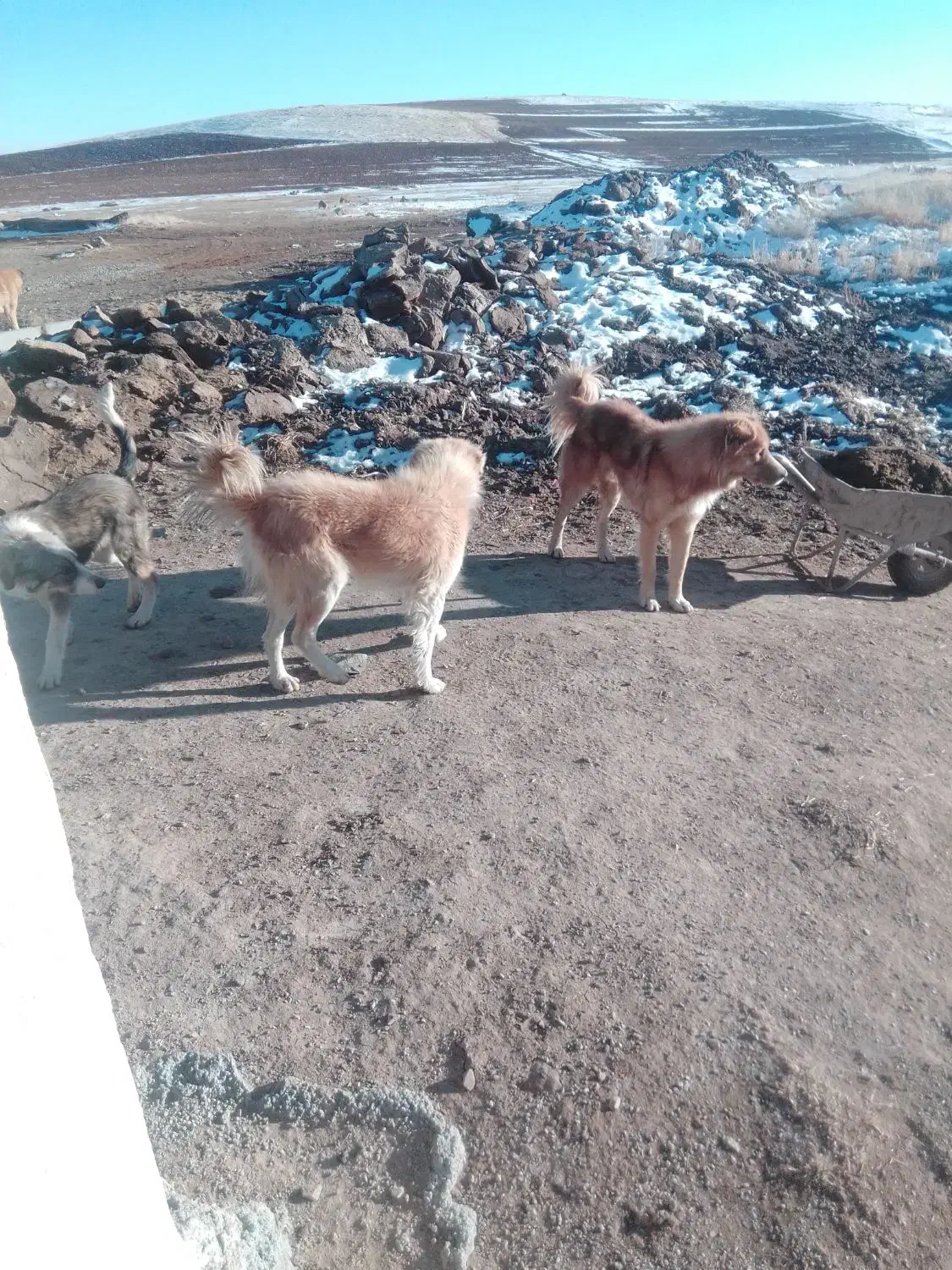 سگ گله|سگ|دهگلان, |دیوار