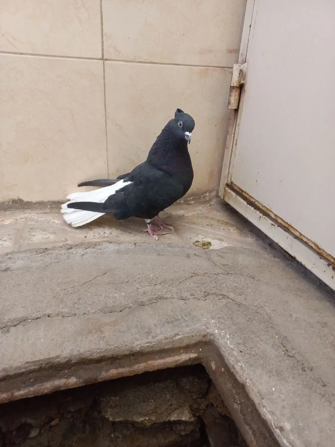 زیل دم سفید نر|پرنده|اقبالیه, |دیوار