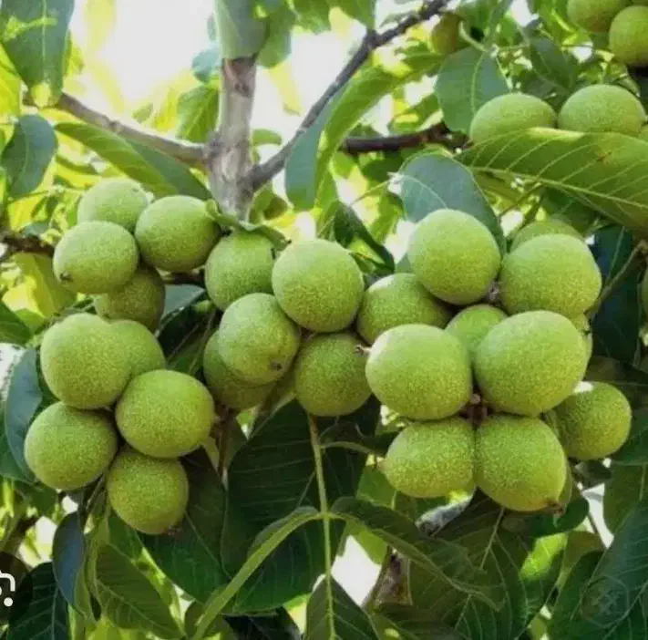 نهال گردو توسرخ|خدمات باغبانی و درختکاری|ملایر, |دیوار