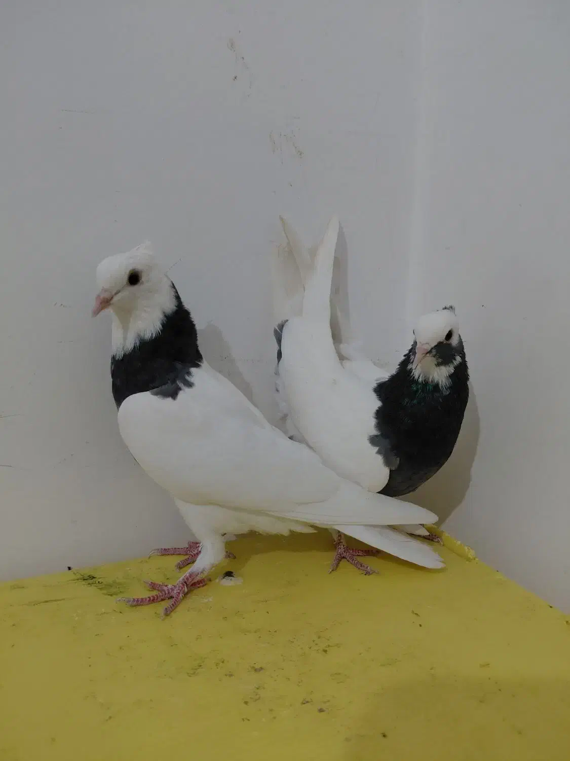 دوجفت جوجه گره طوق و سفید|پرنده|میناب, |دیوار