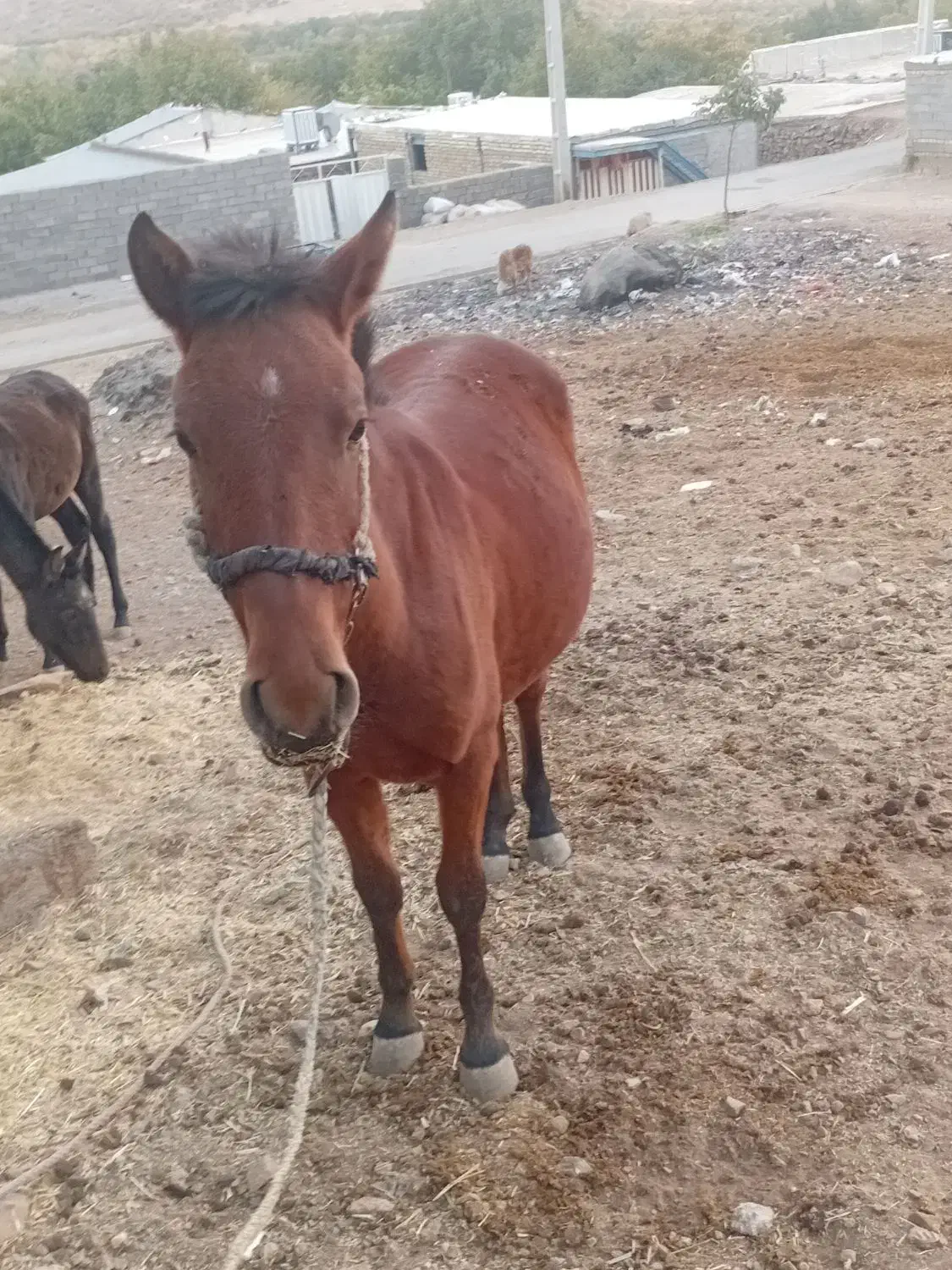 مادیون|اسب و تجهیزات اسبسواری|الشتر, |دیوار