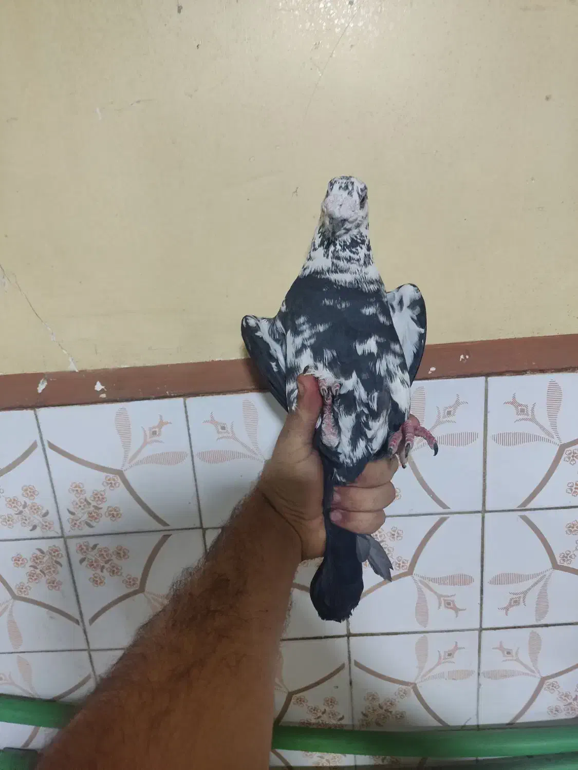کفتر گمشده بزک سینه سفید|پرنده|شیراز, مسلم|دیوار