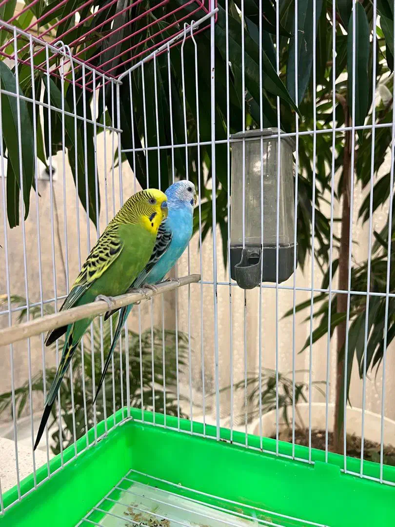 مرغ عشق سالم همراه با قفس|پرنده|آستارا, |دیوار