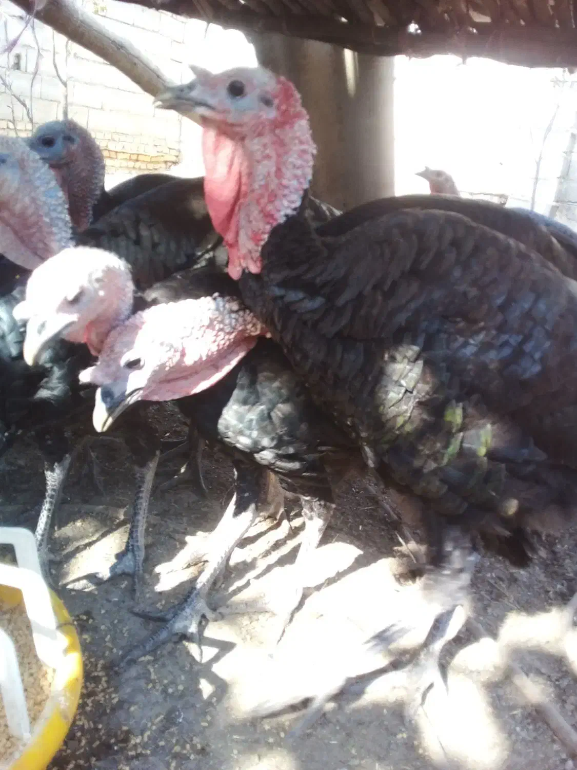 بوقلمون|حیوانات مزرعه|چمستان, |دیوار