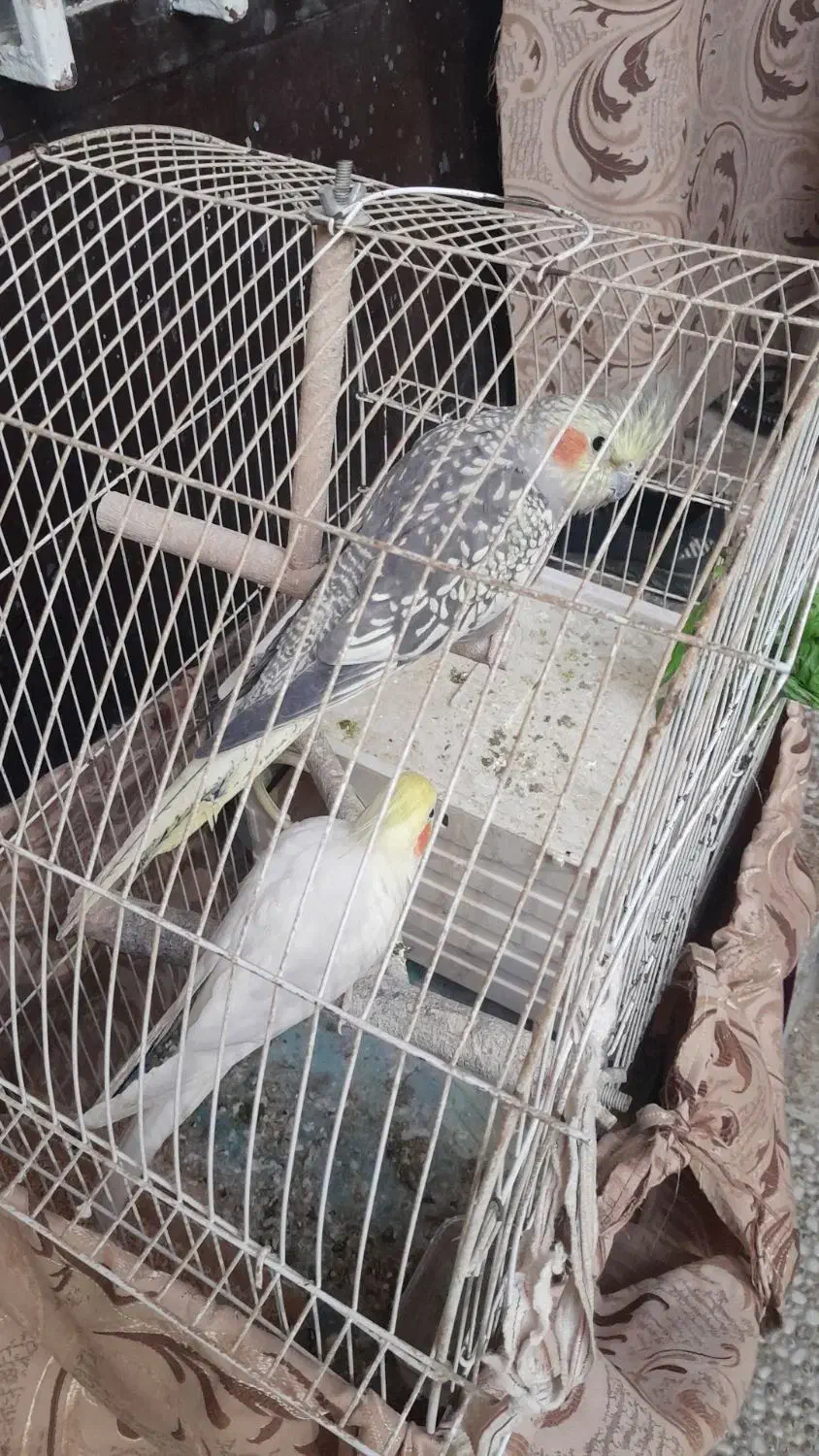 عروس هلندی|پرنده|خرمشهر, |دیوار