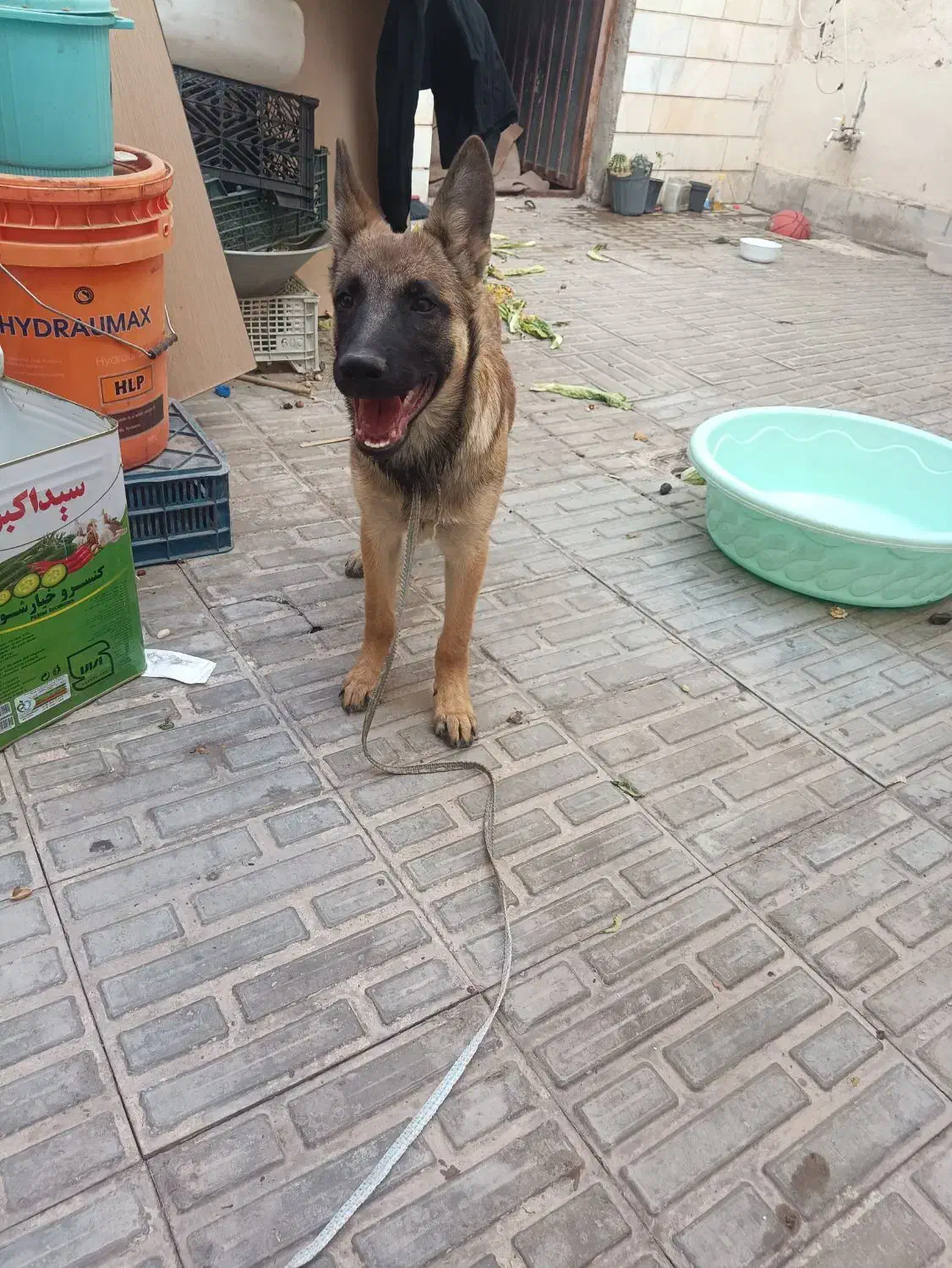 گمم شده|سگ|سیرجان, |دیوار