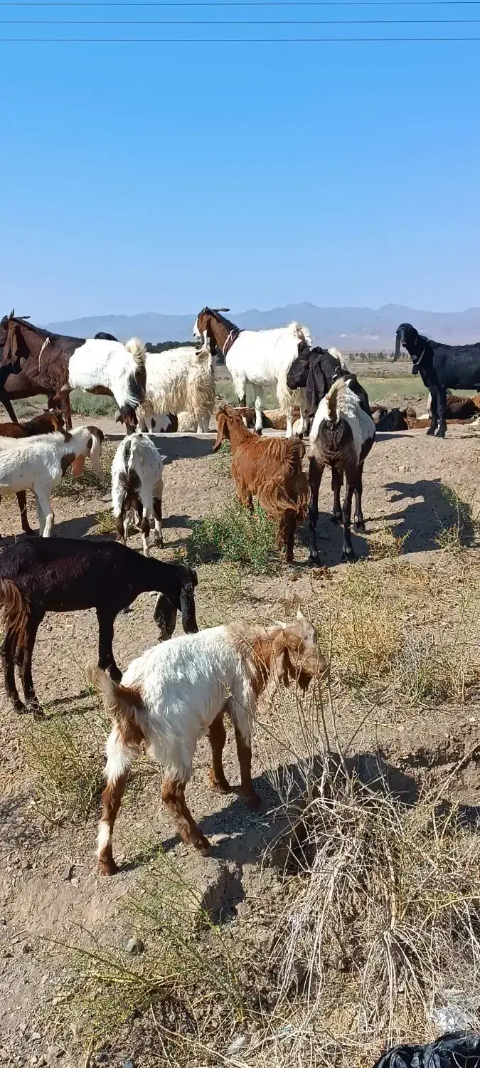فروش 12راس بزغاله پاکستانی نر ماده چاق|حیوانات مزرعه|خوسف, |دیوار