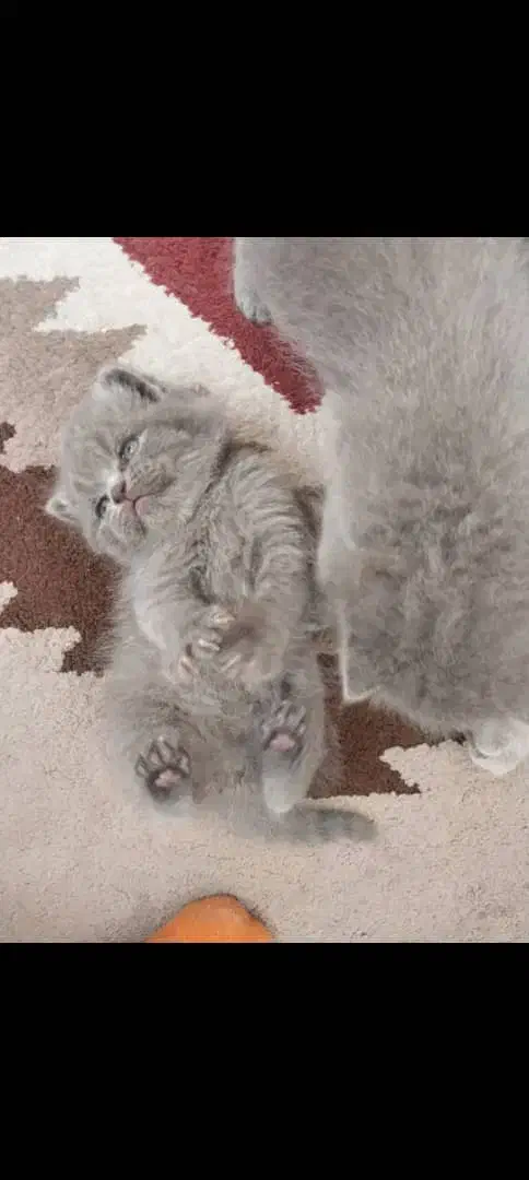 توله اسکاتیش بلونر|گربه|تهران, چهارصد دستگاه|دیوار