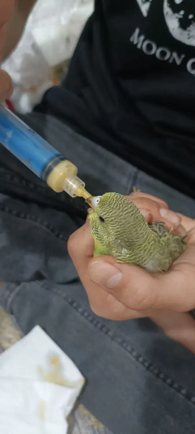 جوجه مرغ عشق سرلاکی|پرنده|فیروزکوه, |دیوار