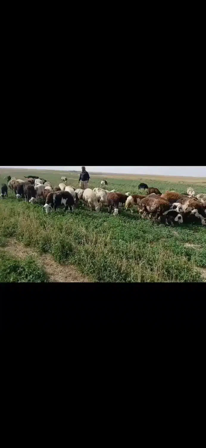 میش  قوچ بره  قوچ بره ماده پلنگی|حیوانات مزرعه|تربت‌حیدریه, کلاته توکلی|دیوار