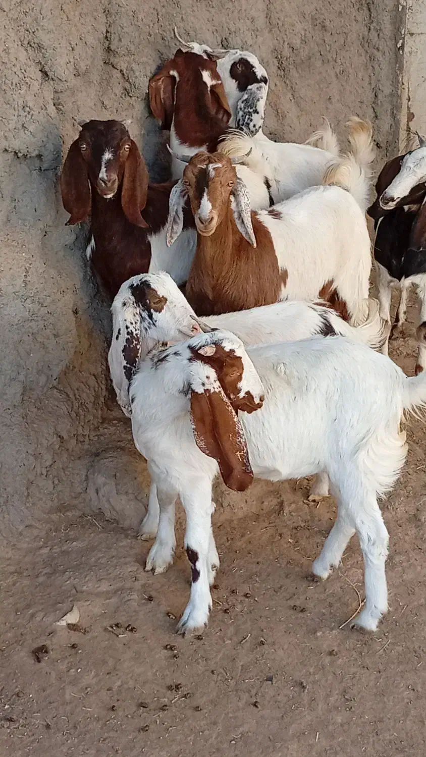 7 بزغاله پاکستانی بزرگ نژاد شیرا دوقلو زا|حیوانات مزرعه|مشهد, هفده شهریور|دیوار