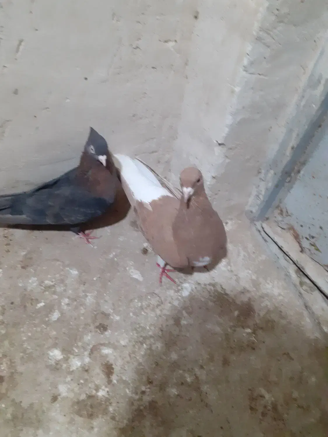 کفتر ماده شهری زرد وتافته|پرنده|شیراز, داریون|دیوار