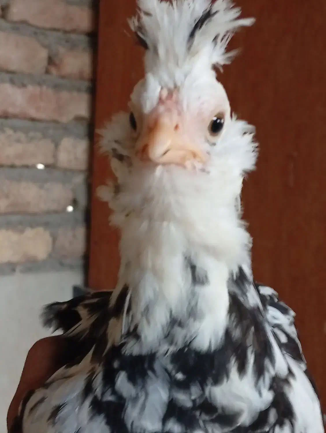 نیمچه گلین مرغ و خروس|حیوانات مزرعه|اسلام‌شهر, شاطره|دیوار