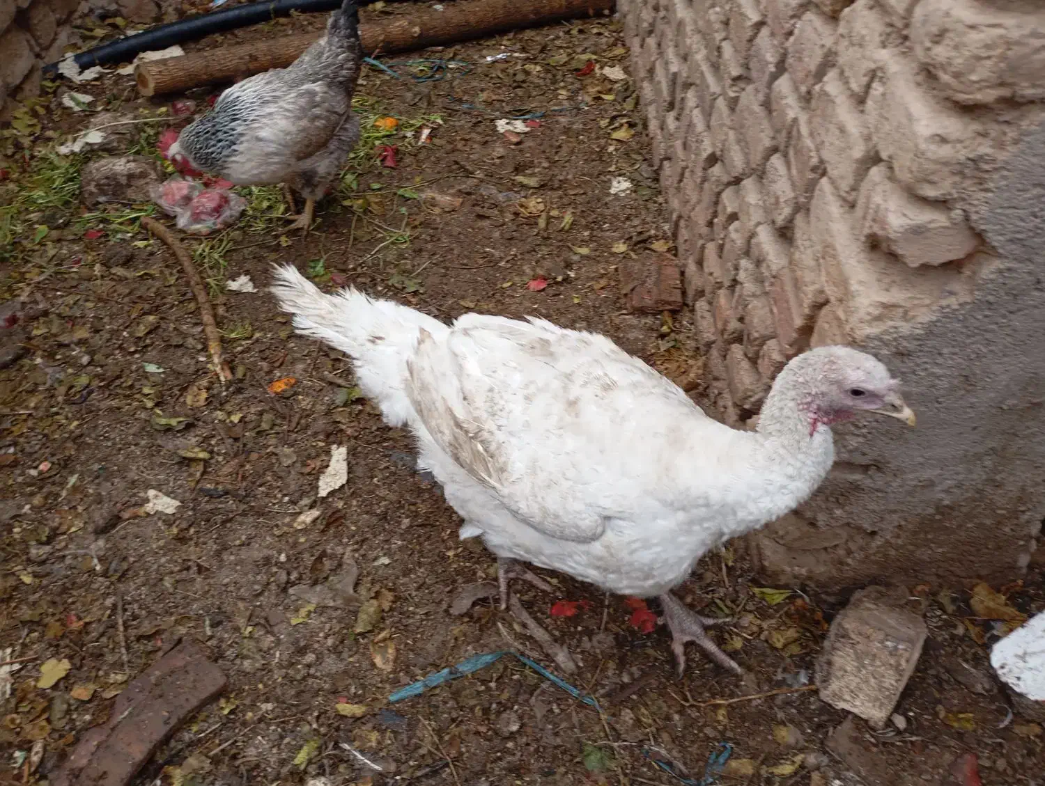 بوقلمون نر|حیوانات مزرعه|ساوه, |دیوار