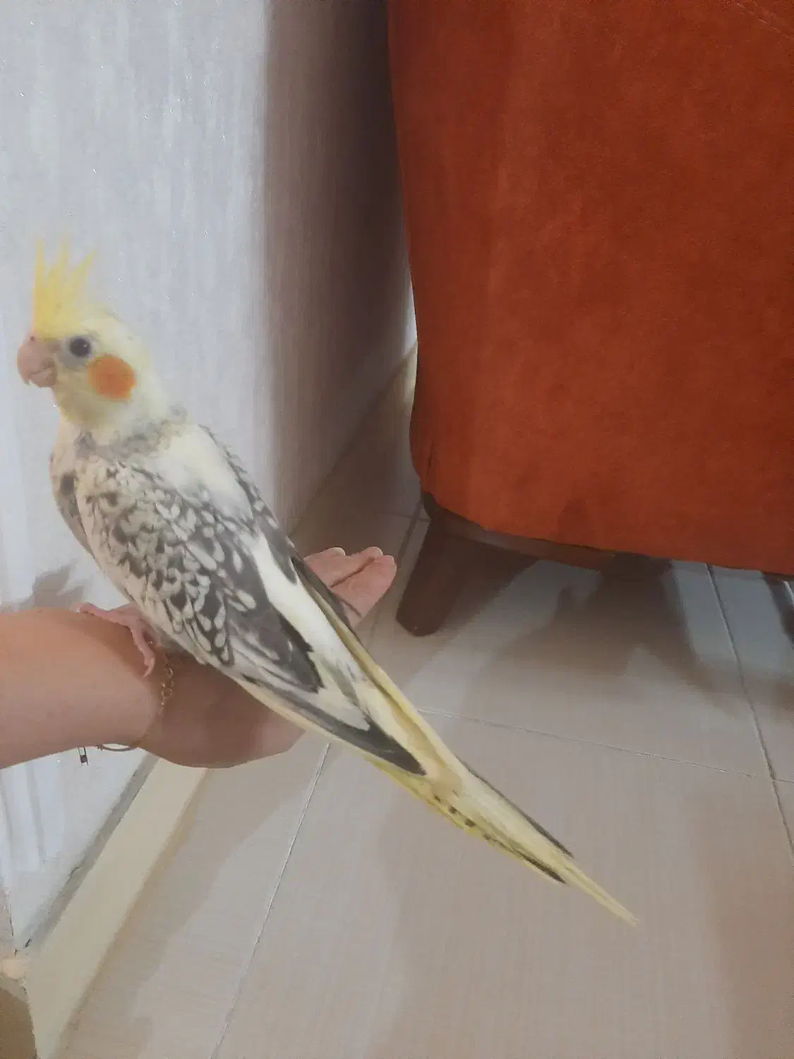 عروس هلندی ابلق رام رام|پرنده|آمل, |دیوار